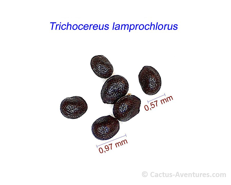 Trichocereus lamprochlorus